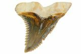 Fossil Shark Tooth (Hemipristis) - Bone Valley, Florida #145128-1